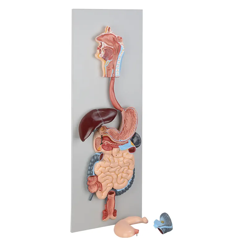 biological model Digestion model anatomy model for studying for teaching school supplies lab supplies