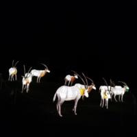 Lanternes de dinosaures pour l'extérieur et l'intérieur, décoration de festival, imperméables, faites à la main, en acier et tissu de soie, lumières LED, décoration de parcs et d'événements