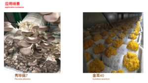 Refugio de setas inteligente, contenedor de cultivo, cámara de fructificación de setas inteligente, invernadero opaco inteligente - Product Image 5