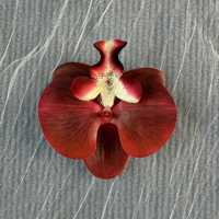 Exquise Tête de Fleur de Phalaenopsis Artificielle 3D pour Décorations de Mariage, Cérémonies, Costumes, Coiffes DIY et Fleurs de Mariage Artificielles