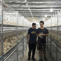 Cage à poulets de type H, robuste, galvanisée à chaud, avec alimentation automatique et système d'évacuation du fumier, équipement haute performance