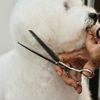 Ensemble de ciseaux de toilettage pour animaux de compagnie en acier inoxydable certifié ISO9001, fusion asiatique professionnelle, écologique, avec poignée décalée pour droitiers