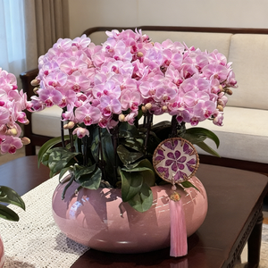 <span class=keywords><strong>Vaso</strong></span> per orchidee rosa, fioriera per orchidee per decorazioni interne, <span class=keywords><strong>vaso</strong></span> per fiori per soggiorno - Product Image 2