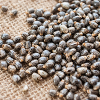 Haricots de ricin d'origine indienne 99 pour cent purs directs de qualité supérieure d'agriculteur pour l'approvisionnement en vrac d'extraction d'huile fournisseur fiable