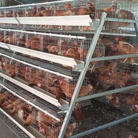 Nouvelle cage à poules pondeuses de type A en acier galvanisé de haute qualité pour élevage avicole, cage à batterie pour poules pondeuses, longue durée de vie