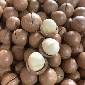 เม็ดมะคาเดเมียพรีเมียม คุณภาพสูงจากธรรมชาติ เหมาะสำหรับทำขนมขบเคี้ยว ขายส่งจากเวียดนาม - Product Image 1