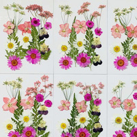 Fleurs séchées décoratives pressées naturelles, pétales de fleurs séchées pour bricolage coque de téléphone résine/décalcomanie cadre fleurs séchées décoratives