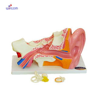 Modèle avancé d'examen du sein, modèle avancé d'inspection et de palpation du sein - Product Image 3