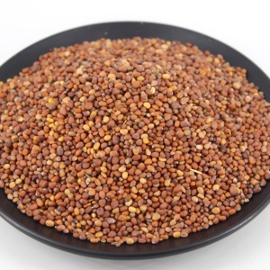 Bán Trực Tiếp Từ Nhà Máy Hạt Củ Cải/Hạt Củ Cải/Thực Phẩm Hữu Cơ Nguyên Chất Lượng Cao - Product Image 3