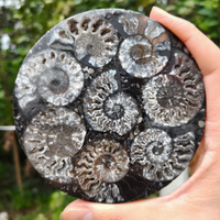Décoration d'intérieur bohème, plaque d'ammonite noire, pierre de guérison Reiki, cadeau géologique, disque d'ammonite avec support