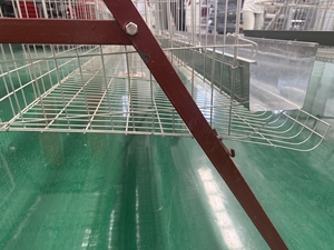 Sistema Moderno de Jaulas Automáticas para la Producción de Huevos de Aves de Corral, Jaula para Pollos - Product Image 6