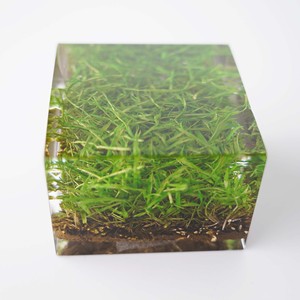 แจกันอะคริลิกเรซิ่นทรงสี่เหลี่ยมลายหญ้าสีเขียวธรรมชาติ ของตกแต่งงานฝีมือ สำหรับวันดินโลก - Product Image 4