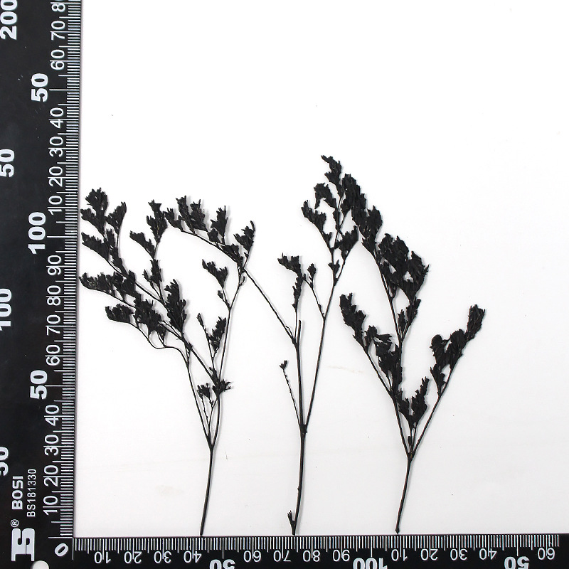 MH639-Black-Codoriocalyx