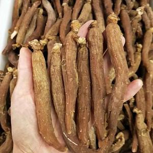 Fábrica fornecer diretamente Changbai montanha <span class=keywords><strong>ginseng</strong></span> vermelho Whole <span class=keywords><strong>Panax</strong></span> <span class=keywords><strong>Ginseng</strong></span> <span class=keywords><strong>Root</strong></span> - Product Image 5