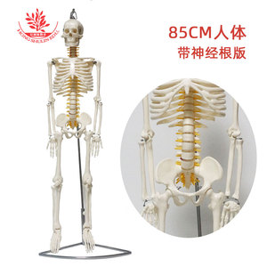 Modelli scheletrici di diverse dimensioni sono disponibili. Esemplari di scheletri simulati secondo <span class=keywords><strong>standard</strong></span> medici e scheletri umani medicali da 85 cm - Product Image 2