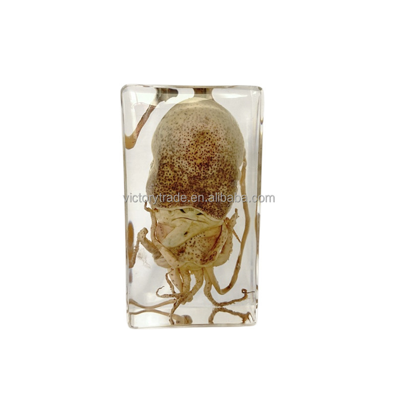 V-WX029 горячая Распродажа Каракатица моллюск морских животных смолы встроенный образца детские развивающие игрушки