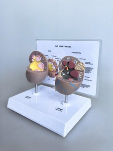 Modèle d'anatomie rénale féline - Rein normal et pathologique avec calculs et lésions pour l'enseignement vétérinaire - Product Image 4