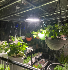 Lámpara de Cultivo LED UFO <span class=keywords><strong>Mars</strong></span> de Espectro Completo para Interiores, 50W 100W 200W, para Vegetales y Flores, 3GP King Lighting para Plantas Hidropónicas y Uso Agrícola - Product Image 1