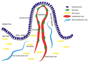 3dmuscle sóng chuyên nghiệp thắt chặt da lỏng lẻo trên mặt cổ và nhiều hơn nữa với điều này linh hoạt chuyên nghiệp chống lão hóa thiết bị - Product Image 4