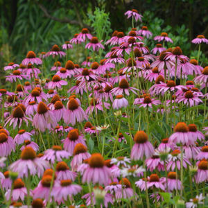 Fabrika kaynağı ekinezya tozu ekinezya <span class=keywords><strong>Purpurea</strong></span> özü <span class=keywords><strong>Echinacea</strong></span> özü ile yüksek kalite - Product Image 3