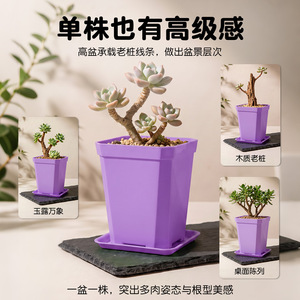 Airi Shield Taro Purple Succulent <b>Flower</b> <b>Pot</b> 7cm Small <b>Tall</b> Planter With Tray - Product Image 3