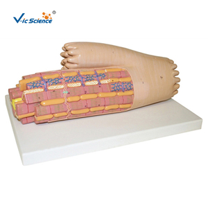 Modelo de Tejido Muscular Cardíaco Humano, Modelo de Microestructura del Miocárdio Altamente Detallado para Educación y Entrenamiento Médico, con ISO y CE - Product Image 2