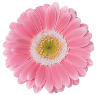 Pertanian Yunnan Menanam Gerbera Jamesonii Segar Potong untuk Dekorasi secara Grosir
