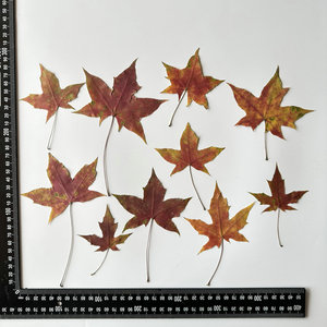 12 pièces/paquet feuille d'<span class=keywords><strong>automne</strong></span> série feuille pressée pour cadre de peinture <span class=keywords><strong>Photo</strong></span> - Product Image 5