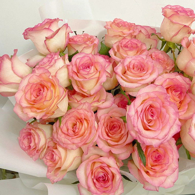 20 selected c-d grade elsa roses