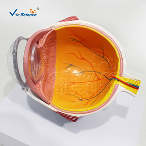 Modèle de section horizontale de l'hémisphère oculaire de qualité anatomique ; utilisé pour les démonstrations de communication médecin-patient en - Product Image 4