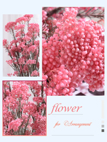 Fleurs de riz naturelles préservées, tiges de Limonium séchées pour bouquets de mariage, décorations d'arche et de table