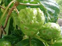Tranches de Noni séchées, purement naturelles, spécialité locale de Hainan |   Collation de superfruits tropicaux séchés au soleil de qualité supérieure
