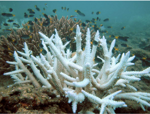 Pasokan pabrik Harga terbaik suplemen kesehatan bubuk ekstrak karang 100% bubuk kalsium karang murni - Product Image 2