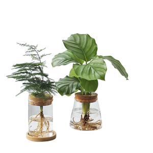 Décoration de maison moderne, mini pot de fleurs hydroponique, pot de plantes sans terre en PVC transparent avec vase en verre, plantes rondes vertes, jardin, pièce - Product Image 1