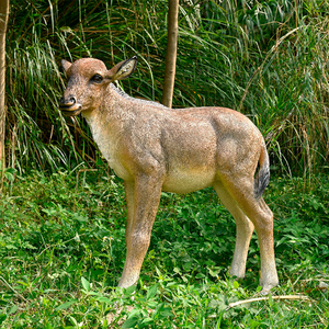 Escultura de Animales de Resina para Decoración de Jardín y Parque al Aire Libre, Estatua de Ganso Realista de Tamaño Natural en Fibra de Vidrio - Product Image 5