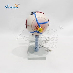 Instrument de <span class=keywords><strong>d</strong></span>émonstration <span class=keywords><strong>d</strong></span>'imagerie de globe oculaire agrandi, modèle <span class=keywords><strong>d</strong></span>'œil humain pour l'enseignement en <span class=keywords><strong>ophtalmologie</strong></span> des facultés de médecine CE/ISO/ROHS/CNAS - Product Image 4