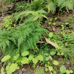 Plantes séchées naturelles de Selaginella Doederleinii de haute qualité, herbe traditionnelle <span class=keywords><strong>Shi</strong></span> <span class=keywords><strong>Shang</strong></span> Bai, à vendre - Product Image 2