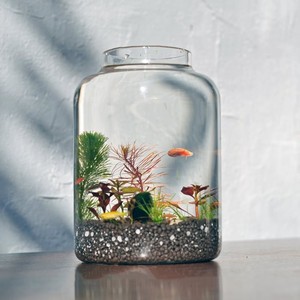 <span class=keywords><strong>Terrarium</strong></span> moderne rond <span class=keywords><strong>en</strong></span> <span class=keywords><strong>verre</strong></span> transparent avec couvercle Poisson hydroponique de grande taille <span class=keywords><strong>pour</strong></span> réservoir et <span class=keywords><strong>vase</strong></span> de table <span class=keywords><strong>pour</strong></span> décoration intérieure <span class=keywords><strong>pour</strong></span> mariage Diwali - Product Image 4
