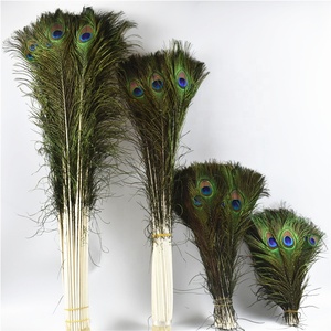 Plumes naturelles <span class=keywords><strong>Plume</strong></span> de paon <span class=keywords><strong>indien</strong></span> pour la <span class=keywords><strong>d</strong></span>écoration de robe de mariée Costumes de carnaval - Product Image 6