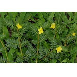 Tribulus Terrestris pur offrant un soutien naturel à base de plantes pour l'énergie, la vitalité, la force, l'endurance, le bien-être, l'équilibre et l'utilisation quotidienne - Product Image 1