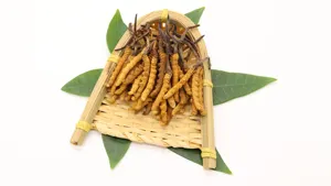 Чистый натуральный Кордицепс Синенсис оптом, грибок, сушеный Кордицепс Синенсис - Product Image 4