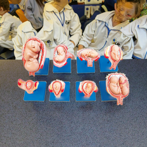 Modèle de développement de l'embryon de <span class=keywords><strong>grossesse</strong></span> embryon bébé modèle de soins infirmiers processus <span class=keywords><strong>grossesse</strong></span> - Product Image 2