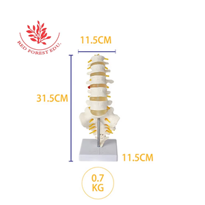 Ukuran hidup Model vertebra 5 buah dengan kiropraktik akar syaraf, kantor osteoath dan studi siswa - Product Image 2