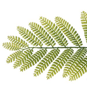 Pianta artificiale in vaso da 80cm di Jacaranda artificiale con foglie realistiche per l'arredamento dell'home Office - Product Image 2