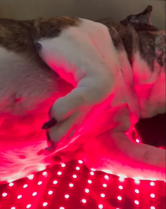 High Quality LED Red Light Therapy Infrared Dog&amp;<strong>Cat</strong> <strong>Clothes</strong> Animal Pain Relief Therapy Belt Coat for Pet Whole Body 660nm 850nm - Product Image 2