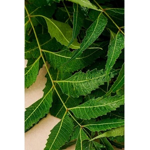 Pulido Doble de Cúrcuma Pura que Ofrece Soporte de Alta Calidad Rico en Curcumina para la Resistencia Inmunológica y el Bienestar Digestivo - Product Image 6