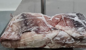 Buen precio para alas de calamar <span class=keywords><strong>gigante</strong></span> congeladas de Perú especies de <span class=keywords><strong>besugo</strong></span> y aleta de hilo de alta calidad - Product Image 2