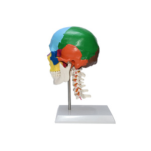 Modelo anatómico del <span class=keywords><strong>esqueleto</strong></span> de la anatomía humana <span class=keywords><strong>con</strong></span> la vértebra cervical coloreada de los <span class=keywords><strong>huesos</strong></span> - Product Image 4
