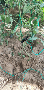 Attaches de greffage en plastique pour melons, attaches en plastique pour vignes, attaches pour plantes, fleurs et légumes, outils de fixation pour arbustes à fleurs - Product Image 5