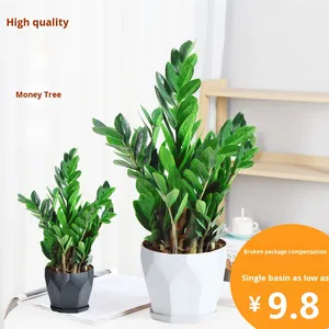 Albero della Fortuna in Vaso per Interni, Sempreverde per Quattro Stagioni, Facile da Curare, Grande e Piccolo - Product Image 2